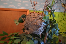 A Real Hornets’ Nest