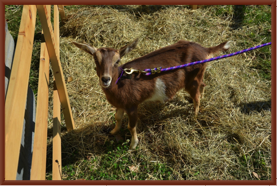 One of our Farm Goats