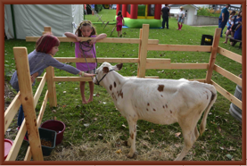 Young Calf